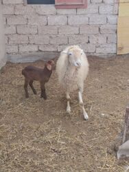 Qoyunlar, qoçlar: Yanı balalı 3 dənə qala cinsi qoyunlar və bir yerli qoyun satılır -da lalafo.az — 11 Qoyunlar, qoçlar: Yanı balalı 3 dənə qala cinsi qoyunlar və bir yerli qoyun satılır — 11