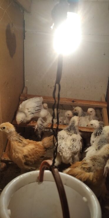 Птицы: Цыплята брама возраст 1 месяц палевая и светлая продаю. родители на