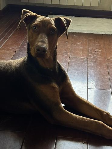 doberman itleri: Doberman, 5 ay, Erkək, Peyvəndli — 3