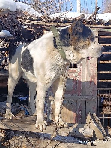 Вязка собак: Кабель возраст 4,5 года холка 94 супертяж чемпион Кыргызстана и — 4