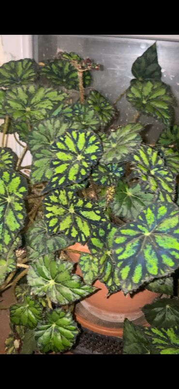 Otaq bitkiləri: Beqonya yarpaqlari koklu biri 1 azn. Minimum 5 ede satilir. Catdirilma — 13