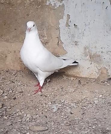 kreditle heyvan satisi: 14 tuk erkey tutulmadi qiymet sondu — 6