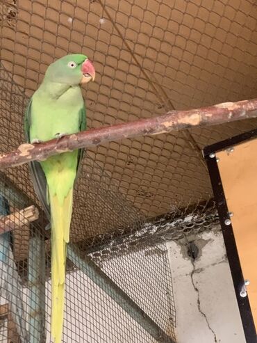 питьевые витамины для волнистых попугаев: Продаются, александрийцы Взрослые, рабочая пара Характеристики: - at lalafo.kg питьевые витамины для волнистых попугаев: Продаются, александрийцы Взрослые, рабочая пара Характеристики: -