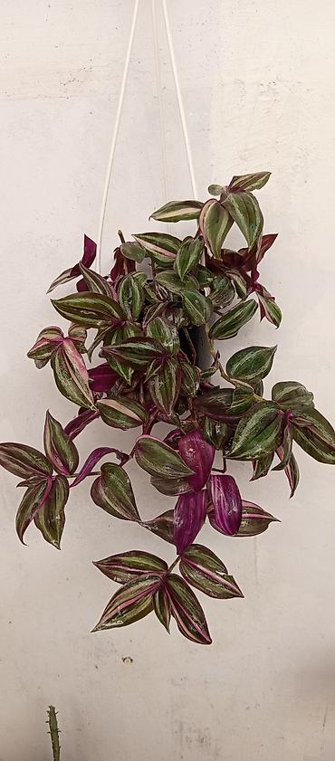 Asma saksıda Tradescantia zebrina Benovseyi qolaqli sarmasiq uzanır