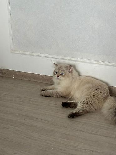 Pişiklər: Şotland — 5