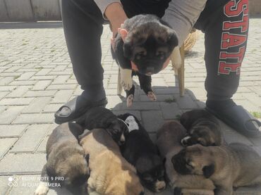 İtlər: Qurdbasar, 2 ay, Erkek, Peyvəndli, Ünvandan götürmə, Ödənişli çatdırılma