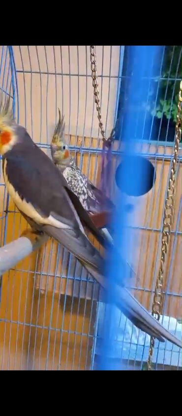 Tutuquşları: Nimfa (Cockatiel) cütü və qəfəs dəsti - Növ: Nimfa tutuquşusu — 5