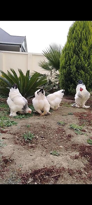 Toyuqlar: Toyuq, Brama, Damazlıq — 4