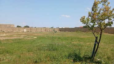 liman bitkisi: 20 sot 2500m belediyye senedi. 262 sayli mektebun arxasi