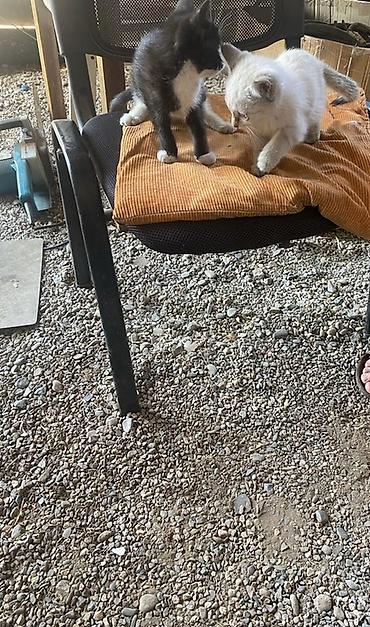 голубей: В добрые руки Котята,из нескольких малышей разных окрасов: - — 2