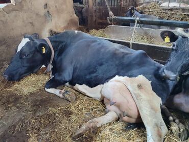 Коровы, быки: Продаю | Корова (самка) | Голштин | Для молока | Привязанные — 11