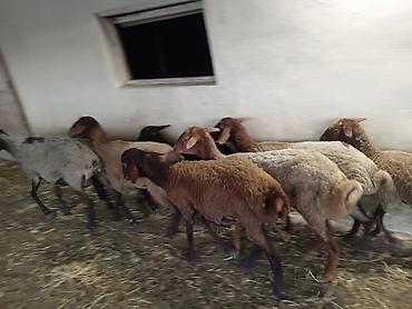 Qoyunlar, qoçlar: Dişi, Qala, il: 1, 50 kq, Damazlıq, Ünvandan götürmə — 11