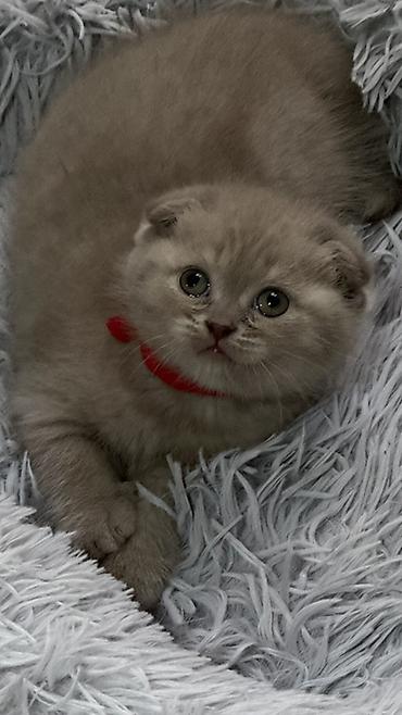 Продажа кошек: Шотландский чистокровный вислоухий котёнок (Scottish Fold),девочка — 2