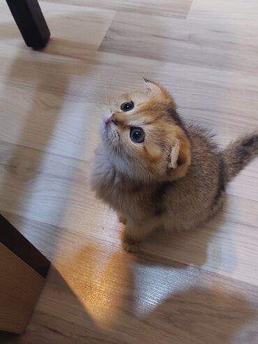 Pişiklər: Şotland, Erkək, Dişi, Yaxşı əllərə, Ünvandan götürmə — 7