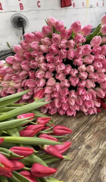 Цветы и букеты: Тюльпаны Оптом 🌼️ Хочешь покорить сердца миллионами улыбок? Начни с — 1