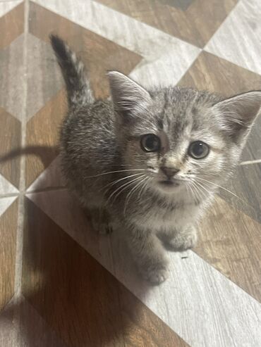 Отдам даром кошку: 1 месяц, Девочка