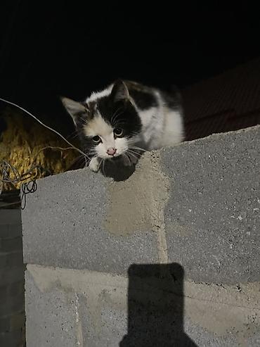 смесь для котят бишкек: Кошка даром: Беспородная, 3 месяца, Девочка — 1