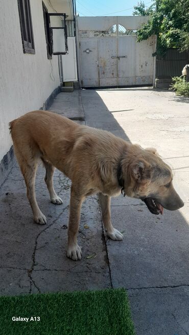 Собаки: Парода кыргыз дөбөт 7 айлык күчүк Баткенден келген эркек мал кой