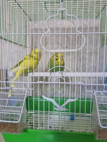 бойцовая птица: Продаю волнистых попугаев в месте клеткой. Серьезным клиентам уступлю