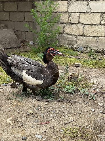 papuqay satisi: Macar sortu lal ördək balaları satılır zümrüdü kül rəngi mirvari rəng — 3