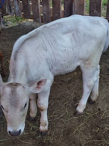 кара балта животные: Продается теленок 3 месячные 35000 каждый