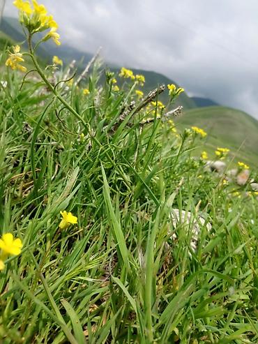 Туристические услуги: Кымызолечение в Чоң-Кемине🏔 130км от Бишкека🛣 Хорошие условия — 11