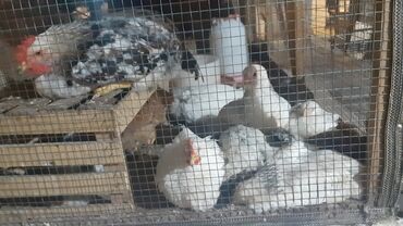Inəklər, öküzlər: Toyuq, Ətlik, Pulsuz çatdırılma