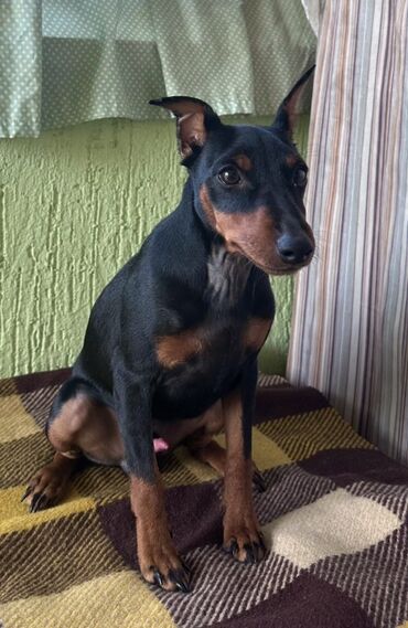 собака машке: Miniature Pinscher, 5 айлык, Эркек, Ит тегин тастыктоочу документ