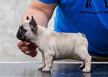 staford 3 meseca: French Buldog kennel Srcky's Fci 3759 oglasava vrhunsko leglo 3 zenke — 4