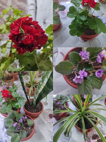 Хлорофитумы: Продаю комнатные цветы Сансевиерия-250сом (тещин язык ) Хлорофитум — 15