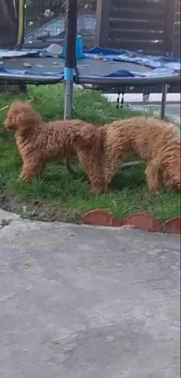 doberman cena: "Stenci su patuljasti, od crvenih roditelja vakcinisani ocisceni — 9