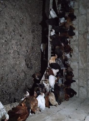 cucə və xoruz: Toyuq cücələri, Ətlik — 3
