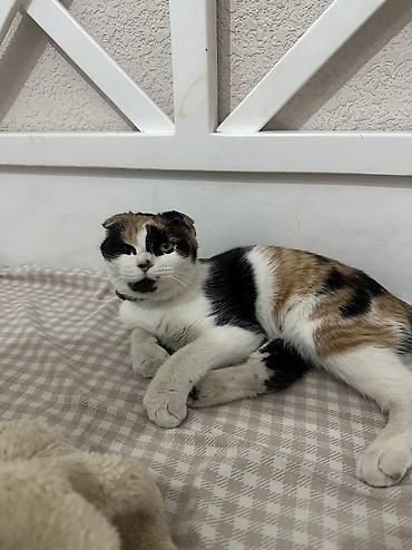 кошко: Кошка даром: Скотиш Фолд (Шотландская вислоухая), Девочка — 3