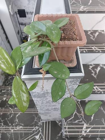 bitki satışı: Hoya bitki satılır — 1