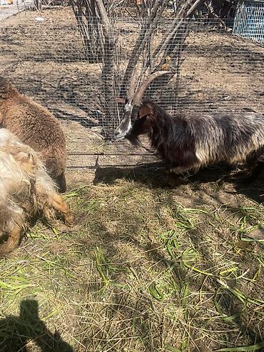 Qoyunlar, qoçlar: Qoyun sürüsü satılır - Növlər: yerli qarışıq ət-yun istiqamətli — 7