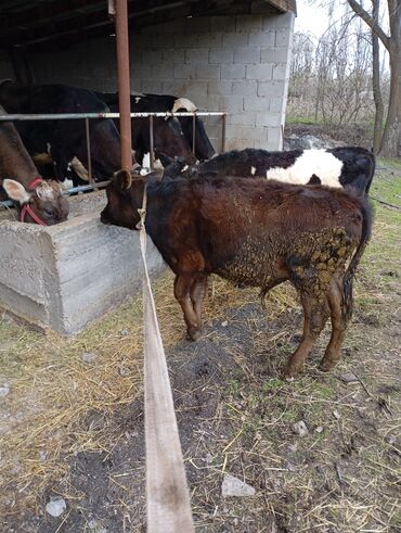 Коровы, быки: Продаю | Бык (самец) | Голштин, Швицкая | На откорм | Искусственник