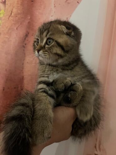 Pişiklər: Şotland uzun tüklü, Ödənişli çatdırılma — 2