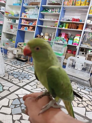 Птицы: Ручной ожереловый попугай! Если у вас никогда не было опыта — 9