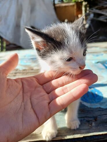 голубая сибирская кошка: Девочки котята ищут дом в надёжные руки. Охотницы.Не проходите мимо