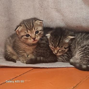 Продажа кошек: Котята тигрового окраса - Порода: домашние короткошёрстные (табби). - — 2