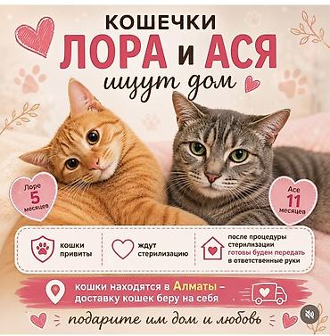 где продаются кошки: Кошка даром: Беспородная, 5 месяцев, Девочка, С прививками — 1
