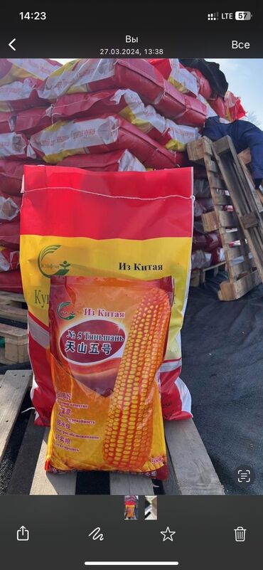 Продаю семена кукуруза Тянь шань 5 . Сорт гибрид, стекляшка. Кому надо