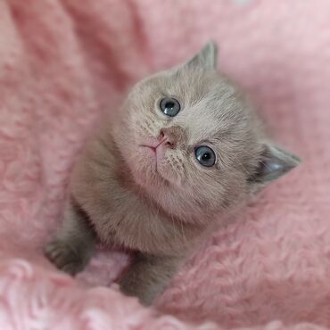 ангорские котята: Продаются чистопородистые котята скотиш-страйт,лилового окраса.По все