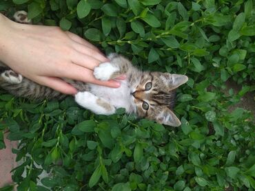 шотландская прямоухая кошка цена: Мышык бекер берилет: Породасыз, 4 айлык, Эркек, Лотокко барууга үйрөтүлгөн, Курттардан тазаланган, Эмделген