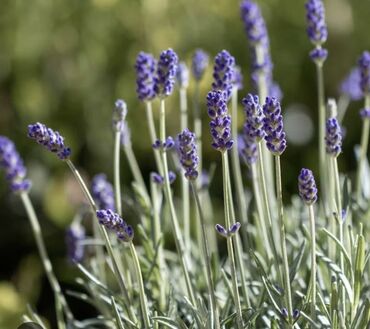 Çöl bitkiləri: Lavanda bitkiləri dibçəklərdə