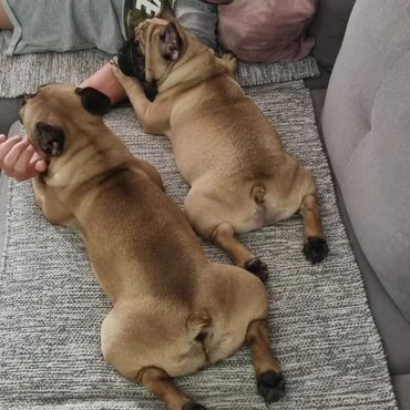 Psi: Muzijak francuskog buldoga dostupan za parenje,star 2 godine — 8