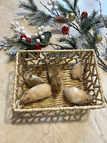 Хомяки: Продаются хомячки ручные. В нашем питомнике вы можете приобрести — 5