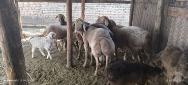 купить корм для перепелов несушек: Продаю Читаем внемательно Один Кочкор два зуба недавно, Семь Маточек
