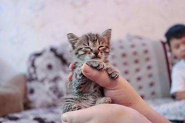 возьму кошку в добрые руки: БЕСПЛАТНО есть 2 котёнка. Самовывоз. Добрые руки. Тянутся к людям — 2