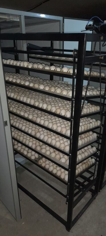 İnkubatorlar: 5000 yumurta, Azərbaycan, Tam avtomat, Bütün növ quşlaq üçün, Zəmanət ilə — 5